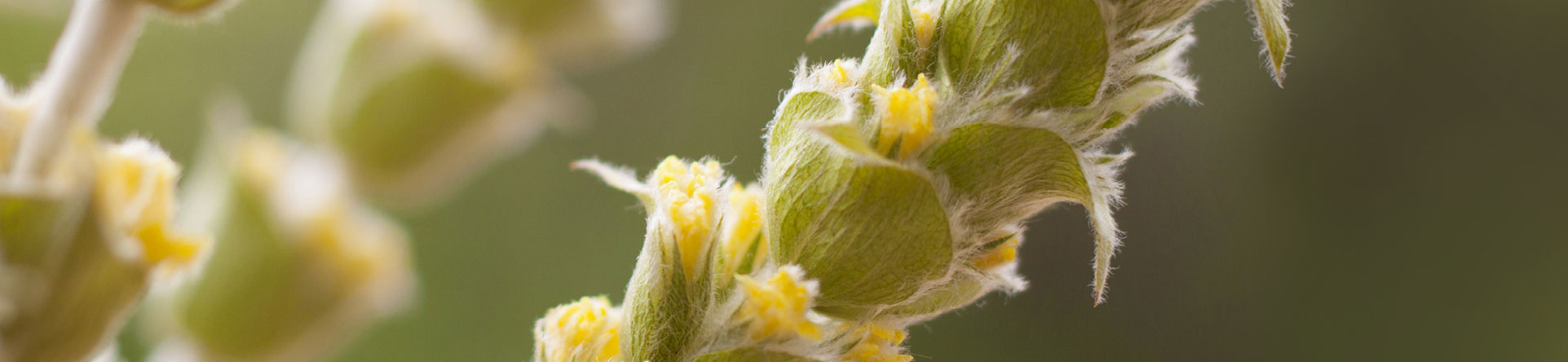 aromatic herbs cultivation