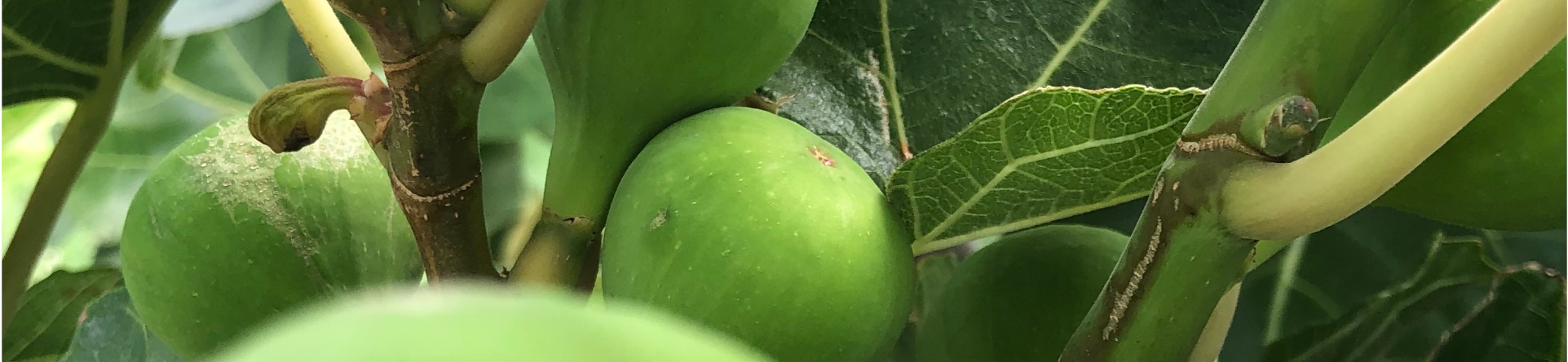 fig cultivation